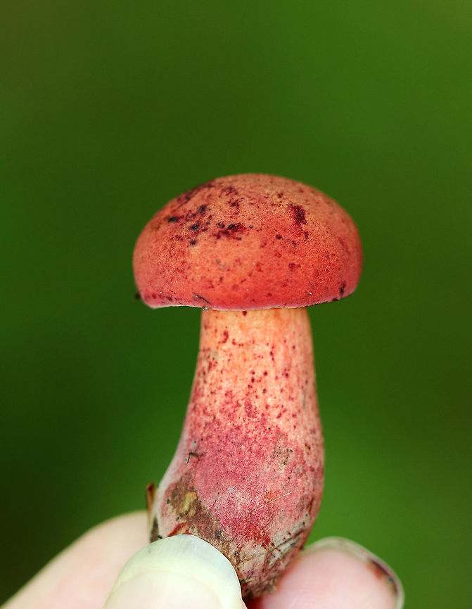 Two-colored Bolete - Baorangia bicolor Soft, velvety, convex red cap, yellow pores, and a red/pink/yellow-streaked stipe. The pores and flesh did not bruise. <br />
<br />
There were dozens of these mushrooms growing in the woods - they ranged in size from tiny buttons to huge caps larger than the length of my hand (14 cm)!<br />
<br />
Oh, and dirty fingernails are a hazard all mushroomers must learn to embrace :)<br />
Baorangia,Baorangia bicolor,Geotagged,Summer,Two-colored Bolete,United States,bolete,fungus,mushroom