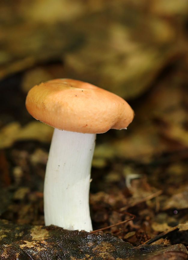 Mushroom - Russula sp. Small Russula with a pale orange, dry cap that had a central depression. White gills and stipe. <br />
<br />
Habitat: Growing on the ground in a deciduous forest. Geotagged,Summer,United States,fungus,mushroom,russula