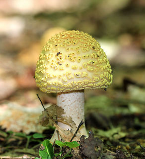 Blusher Mushroom - Amanita amerirubescens Orange-tan cap with remnants of volva present as warts. Cream colored gills. Stem had a pink hue. This mushroom was at least 10 cm tall.

 The exact species of this mushroom is unknown, but it is in the Amanita amerirubescens group. Amanita expert Rod Tulloss has documented several eastern North American versions of Amanita rubescens, which now temporarily share the provisional name of "Amanita amerirubescens." 
 Amanita amerirubescens,Eastern American Blusher,Geotagged,Summer,United States,amanita,blusher mushroom,fungus,mushroom