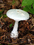 False Coker's Lepidella - Amanita subcokeri This large, white mushroom closely resembles Amanita cokeri, but has some key differences. It was very large (15 cm tall), white, and had both large and small warts on the cap. Pinkish-brown staining on the bulb and peeling scales right above the bulb. White gills. Shaggy stem and a double ring.<br />
<br />
 Amanita expert, Rod Tulloss, has provisionally named Amanita subcokeri as a similar species to Amanita cokeri. <br />
https://www.jungledragon.com/image/72140/false_cokers_lepidella_-_amanita_subcokeri.html<br />
 Amanita subcokeri,False Coker's Lepidella,Geotagged,Summer,United States,amanita,fungus,mushroom