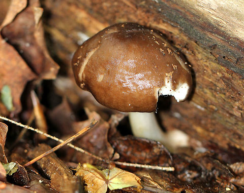 Deer Shield - Pluteus cervinus Wet, brown cap with some tiny darker brown “fibers”. White stipe and white, close gills. Growing on rotting wood in a swamp. Deer shield,Geotagged,Pluteus cervinus,Spring,United States,fungus,mushroom