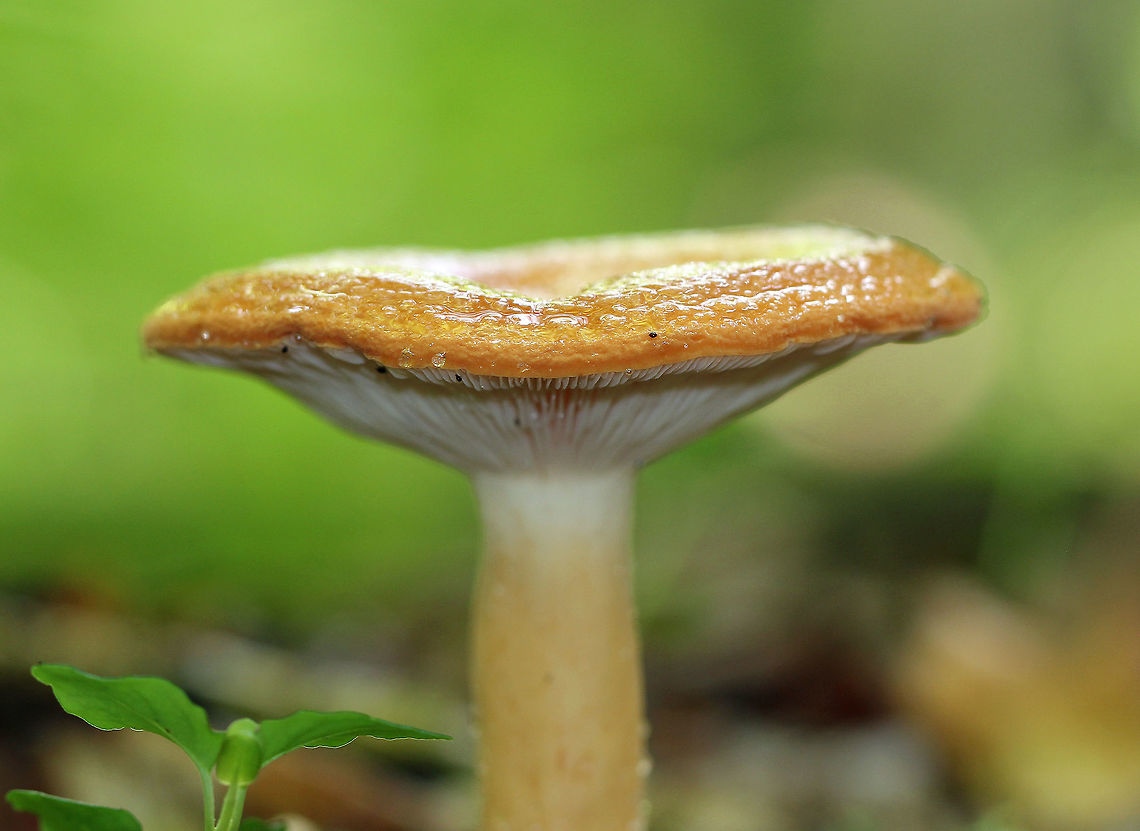 Milky Cap Mushroom - Lactarius sp. Orange cap, white gills, and a pale orange stipe. The gills leaked copious amounts of white milk. <br />
<br />
Habitat: Growing on the ground in a deciduous forest. Geotagged,Summer,United States,fungus,lactarius,milk cap,milky cap,mushroom