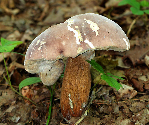 Reddish Brown Bitter Bolete - Tylopilus rubrobrunneus The cap was soft, felty, and brownish purple in color. The cap was deformed and nearly 13 cm diameter.  White to pinkish pores bruised brown. Brown club-shaped stem that was finely reticulate near the apex. 

Habitat: Growing on the ground in a deciduous forest next to a river.  Geotagged,Reddish brown bitter bolete,Summer,Tylopilus rubrobrunneus,United States,fungus,mushroom