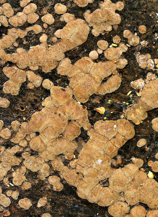Hypoxylon Fungus Small, brown, lumpy fungus growing on a cut tree stump in a wet, mixed forest. Geotagged,Hypoxylon,Hypoxylon Fungus,Summer,United States,fungus