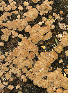 Hypoxylon Fungus Small, brown, lumpy fungus growing on a cut tree stump in a wet, mixed forest. Geotagged,Hypoxylon,Hypoxylon Fungus,Summer,United States,fungus