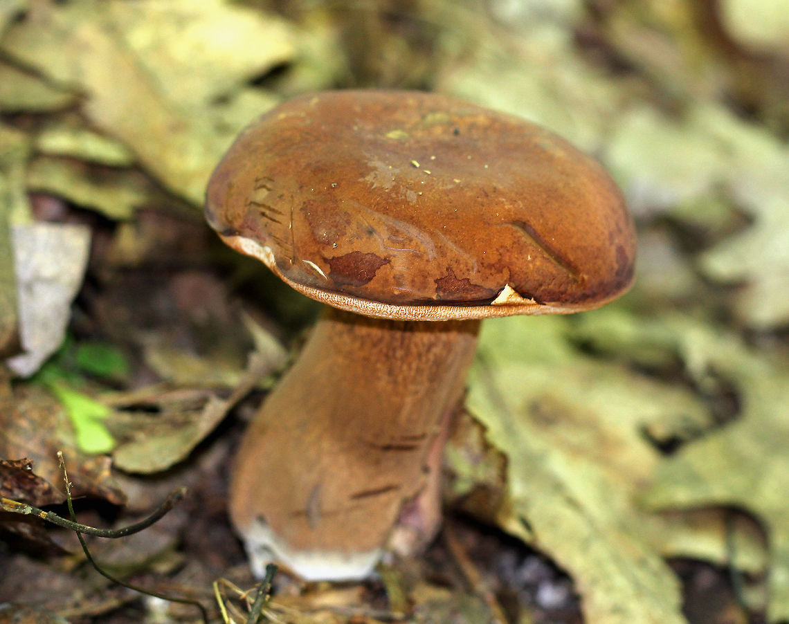 Tylopilus badiceps Reddish brown, soft cap that was about 8 cm diameter and had a creased edge. Pores were dingy, pinkish white and bruised brown. Stipe was bald, brown, swollen at the base, and had white basal mycelium.<br />
<br />
Habitat: Growing on the ground in a deciduous forest with lots of oak. Geotagged,Summer,Tylopilus badiceps,United States,fungus,mushroom