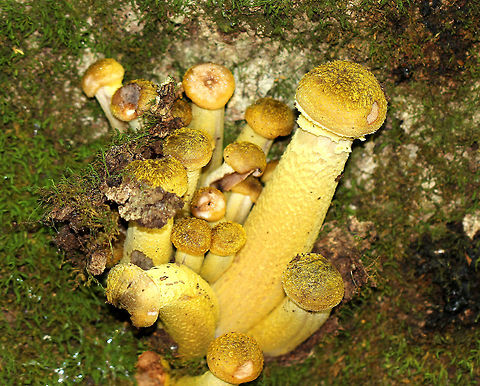 Honey Mushrooms - Armillaria mellea These mushrooms had yellow caps, yellow stems, and cream-colored gills. The tallest mushroom was 10-12 cm. They all looked like they were wearing yellow wigs! 

Habitat: Growing out of a snag in a mostly deciduous forest. Armillaria,Armillaria mellea,Geotagged,Honey fungus,Summer,United States,fungus,mushrooms