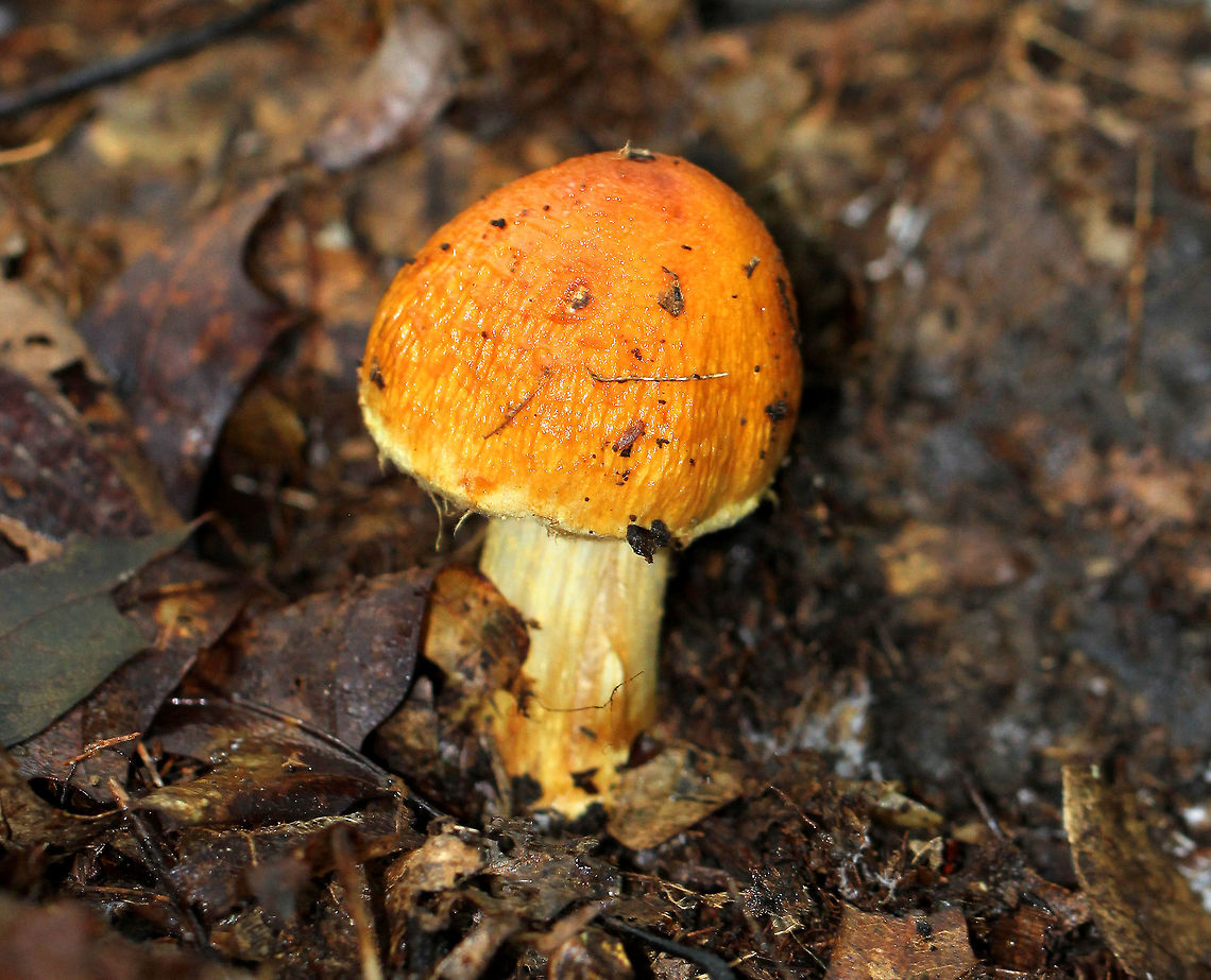Corrugated Cortinarius - Cortinarius corrugatus Brownish orange, corrugated mushroom cap. Gills were lilac/cinnamon color. Stipe was tan. Mushroom was approximately 5 cm tall. <br />
<br />
Habitat: Growing on the ground in a deciduous forest.<br />
 Corrugated Cortinarius,Cortinarius corrugatus,Geotagged,Summer,United States