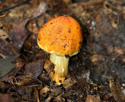 Corrugated Cortinarius - Cortinarius corrugatus Brownish orange, corrugated mushroom cap. Gills were lilac/cinnamon color. Stipe was tan. Mushroom was approximately 5 cm tall. 

Habitat: Growing on the ground in a deciduous forest.
 Corrugated Cortinarius,Cortinarius corrugatus,Geotagged,Summer,United States