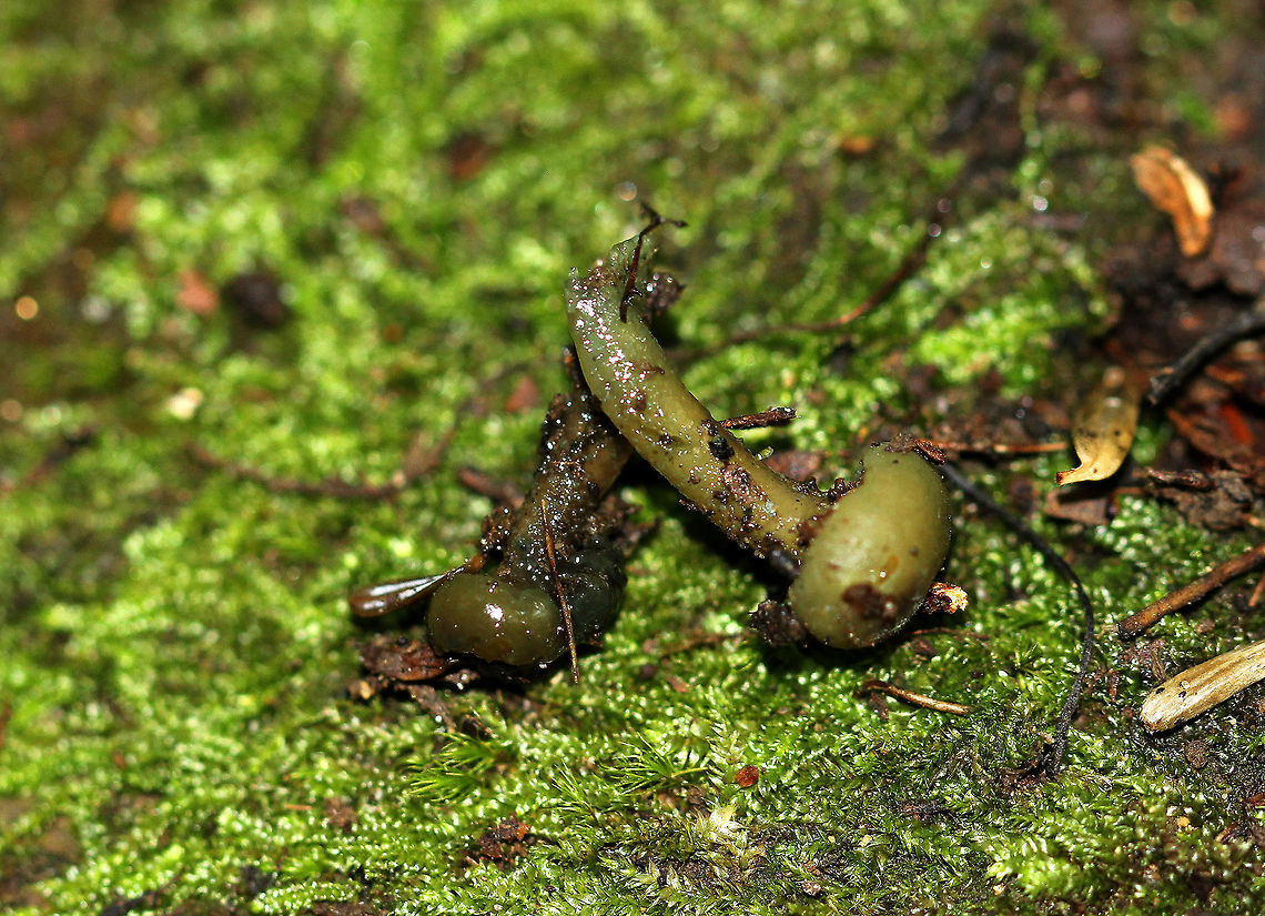 Leotia atrovirens Tiny (7-8mm) green mushrooms growing on the ground in moss in a mixed forest. Geotagged,L. atrovirens,Leotia,Leotia atrovirens,Summer,United States,fungus,green mushrooms,mushroom,mushrooms