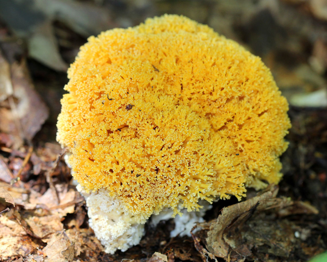 Ramaria Fungus Large, yellow, fluffy Ramaria with a white base. <br />
<br />
Habitat: Growing on the ground beside a pond in a mostly deciduous forest. Geotagged,Ramaria,Summer,United States,fungus,mushroom