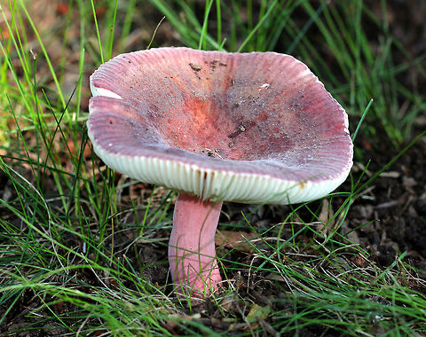 Purple-bloom Russula - Russula mariae Stunning mushroom with a pinkish purple, cap with striate margin, covered in white bloom. The stem was pink and gills were cream-colored. Cap size was approximately 7 cm diameter. The cap and stem were very soft, smooth, and dry to the touch. 

Habitat: Growing on the edge of a meadow, in a grassy area. Geotagged,Purple-bloom Russula,Russula mariae,Summer,United States,fungus,mushroom,russula