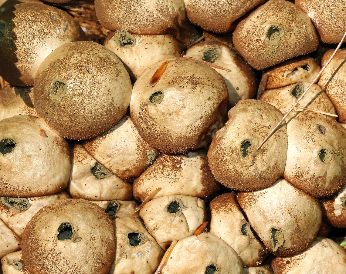 Stump Puffballs - Lycoperdon pyriforme These puffballs are round when young, but become pear-shaped when mature. Also, when they are mature, they develop a central hole through which spores are liberated - usually by rain. I spotted dozens of these puffballs all growing together on rotting wood.<br />
<figure class="photo"><a href="https://www.jungledragon.com/image/72043/stump_puffballs_-_lycoperdon_pyriforme.html" title="Stump Puffballs - Lycoperdon pyriforme"><img src="https://s3.amazonaws.com/media.jungledragon.com/images/3232/72043_thumb.jpg?AWSAccessKeyId=05GMT0V3GWVNE7GGM1R2&Expires=1763596810&Signature=mU55It%2F862BRSBoC6m2t6Jq3Hhw%3D" width="200" height="170" alt="Stump Puffballs - Lycoperdon pyriforme These puffballs are round when young, but become pear-shaped when mature. Also, when they are mature, they develop a central hole through which spores are liberated - usually by rain. I spotted dozens of these puffballs all growing together on rotting wood.<br />
https://www.jungledragon.com/image/64813/stump_puffballs_-_lycoperdon_pyriforme.html Geotagged,Lycoperdon pyriforme,Pear-shaped Puffball,Summer,United States" /></a></figure> Geotagged,Lycoperdon pyriforme,Pear-shaped Puffball,Summer,United States,fungi,fungus,mushroom,mushrooms,puffballs