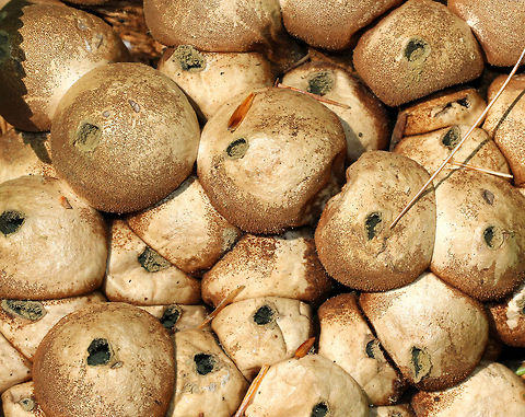 Stump Puffballs - Lycoperdon pyriforme These puffballs are round when young, but become pear-shaped when mature. Also, when they are mature, they develop a central hole through which spores are liberated - usually by rain. I spotted dozens of these puffballs all growing together on rotting wood.
https://www.jungledragon.com/image/72043/stump_puffballs_-_lycoperdon_pyriforme.html Geotagged,Lycoperdon pyriforme,Pear-shaped Puffball,Summer,United States,fungi,fungus,mushroom,mushrooms,puffballs