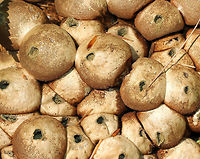 Stump Puffballs - Lycoperdon pyriforme These puffballs are round when young, but become pear-shaped when mature. Also, when they are mature, they develop a central hole through which spores are liberated - usually by rain. I spotted dozens of these puffballs all growing together on rotting wood.<br />
https://www.jungledragon.com/image/72043/stump_puffballs_-_lycoperdon_pyriforme.html Geotagged,Lycoperdon pyriforme,Pear-shaped Puffball,Summer,United States,fungi,fungus,mushroom,mushrooms,puffballs