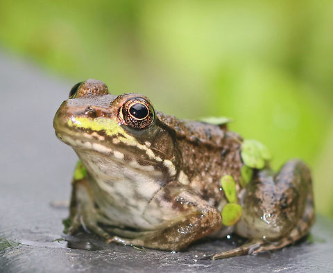 Green Frog - Lithobates clamitans Small to medium-sized green frogs. Green frogs have dorsolateral ridges that run down the sides of their backs, which distinguishes them from bullfrogs, which lack them.

Habitat: A small frog pond in a rural area. Geotagged,Green frog,Lithobates,Lithobates clamitans,Summer,United States,frog