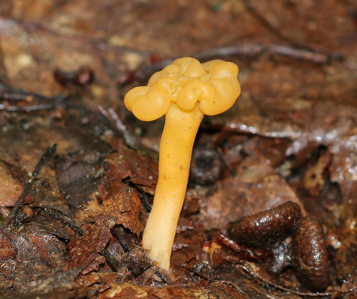 Jelly Baby - Leotia lubrica Often called &quot;jelly babies&quot;, these small mushrooms have a very gelatinous/rubbery texture. The semi-translucent yellow caps were smooth and convoluted. Stems were yellow.<br />
<br />
Habitat: Growing in clusters on the ground in an old river bed in a mixed forest. Geotagged,Jelly baby,Leotia lubrica,Ochre Jelly Club Mushroom,Summer,United States,fungus,leotia,mushroom