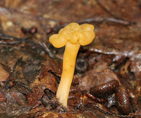 Jelly Baby - Leotia lubrica Often called "jelly babies", these small mushrooms have a very gelatinous/rubbery texture. The semi-translucent yellow caps were smooth and convoluted. Stems were yellow.

Habitat: Growing in clusters on the ground in an old river bed in a mixed forest. Geotagged,Jelly baby,Leotia lubrica,Ochre Jelly Club Mushroom,Summer,United States,fungus,leotia,mushroom