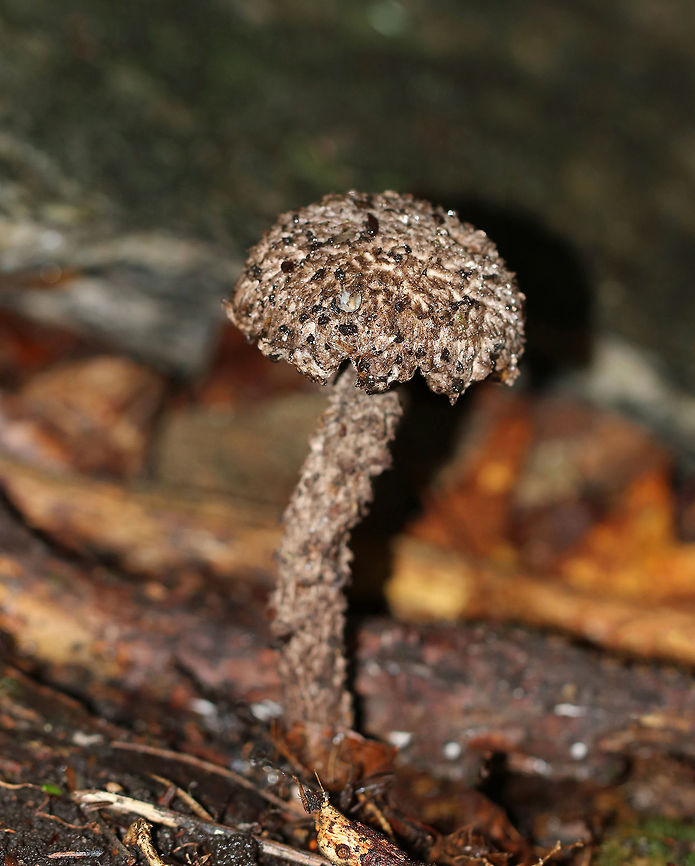 Old Man of the Woods - Strobilomyces floccopus/strobilaceus Cap had large, brownish, flat, wooly scales on a grayish base. The pore surface was gray and bruised black. The stipe was similar to the cap in texture and color. <br />
<br />
Habitat: Growing on the ground in a mixed forest.<br />
<br />
**This genus is undergoing revision in North America, thus all species level IDs are tentative. Geotagged,Old Man of the Woods,Strobilomyces,Strobilomyces floccopus,Strobilomyces strobilaceus,Summer,United States,fungus,mushroom