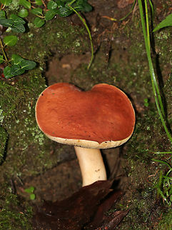 Xanthoconium purpureum Flat, bald, reddish orange cap. White pores that do not bruise. Stipe was tapered at the base. Gives a flash of green with ammonia.

Habitat: Growing on the ground in a mixed forest.

https://www.jungledragon.com/image/64865/xanthoconium_purpureum.html Geotagged,Summer,United States,Xanthoconium purpureum,fungus,mushroom
