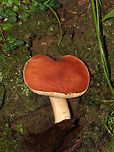 Xanthoconium purpureum Flat, bald, reddish orange cap. White pores that do not bruise. Stipe was tapered at the base. Gives a flash of green with ammonia.<br />
<br />
Habitat: Growing on the ground in a mixed forest.<br />
<br />
https://www.jungledragon.com/image/64865/xanthoconium_purpureum.html Geotagged,Summer,United States,Xanthoconium purpureum,fungus,mushroom
