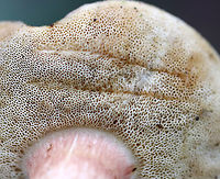 Xanthoconium purpureum Flat, bald, reddish orange cap. White pores that do not bruise. Stipe was tapered at the base. Gives a flash of green with ammonia.<br />
<br />
Habitat: Growing on the ground in a mixed forest. <br />
https://www.jungledragon.com/image/64861/xanthoconium_purpureum.html Geotagged,Summer,United States,Xanthoconium,Xanthoconium purpureum,fungus,mushroom