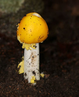 Peck's Yellow Dust Amanita- Amanita elongata Bright yellow, sticky cap. White gills. White, shaggy stipe and a yellow ring. Slightly enlarged base. 

Habitat: Growing in a mixed forest with lots of eastern hemlock.
https://www.jungledragon.com/image/64869/yellow-dust_amanita_-_amanita_flavoconia.html
 Amanita elongata,Geotagged,Peck's Yellow Dust Amanita,Summer,United States,amanita,fungus,mushroom