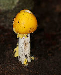 Peck's Yellow Dust Amanita- Amanita elongata Bright yellow, sticky cap. White gills. White, shaggy stipe and a yellow ring. Slightly enlarged base. <br />
<br />
Habitat: Growing in a mixed forest with lots of eastern hemlock.<br />
https://www.jungledragon.com/image/64869/yellow-dust_amanita_-_amanita_flavoconia.html<br />
 Amanita elongata,Geotagged,Peck's Yellow Dust Amanita,Summer,United States,amanita,fungus,mushroom