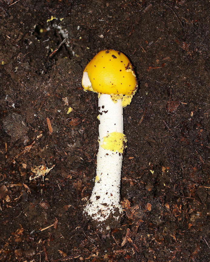 Peck's Yellow Dust Amanita- Amanita elongata Bright yellow, sticky cap. White gills. White, shaggy stipe and a yellow ring. Slightly enlarged base. <br />
<br />
 Habitat: Growing in a mixed forest with lots of eastern hemlock.<br />
<figure class="photo"><a href="https://www.jungledragon.com/image/64868/pecks_yellow_dust_amanita-_amanita_elongata.html" title="Peck's Yellow Dust Amanita- Amanita elongata"><img src="https://s3.amazonaws.com/media.jungledragon.com/images/3232/64868_thumb.jpg?AWSAccessKeyId=05GMT0V3GWVNE7GGM1R2&Expires=1769040010&Signature=e9R7xoG%2FX03lRdYNlsXb8Nb1fow%3D" width="124" height="152" alt="Peck's Yellow Dust Amanita- Amanita elongata Bright yellow, sticky cap. White gills. White, shaggy stipe and a yellow ring. Slightly enlarged base. <br />
<br />
Habitat: Growing in a mixed forest with lots of eastern hemlock.<br />
https://www.jungledragon.com/image/64869/yellow-dust_amanita_-_amanita_flavoconia.html<br />
 Amanita elongata,Geotagged,Peck's Yellow Dust Amanita,Summer,United States,amanita,fungus,mushroom" /></a></figure><br />
 Amanita elongata,Geotagged,Peck's Yellow Dust Amanita,Summer,United States,fungus,mushroom,yellow