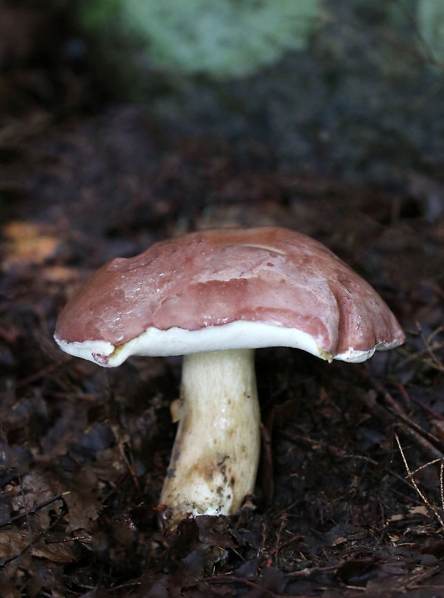 Reddish Brown Bitter Bolete - Tylopilus rubrobrunneus Mushroom with pinkish cap, white pores that did not bruise, and a tan stem that bruised brown. The stem was about 4 cm wide. <br />
<br />
Habitat: Growing on the ground in a mixed forest near hemlock trees. Geotagged,Reddish brown bitter bolete,Summer,Tylopilus rubrobrunneus,United States,bolete,fungus,mushroom,tylopilus