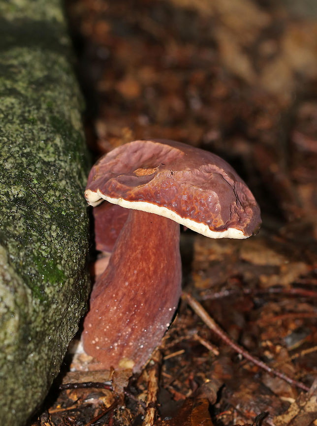Tylopilus badiceps Reddish/purple/brown cap and stipe. Pores were white and did not bruise. The base was white with some orange &ldquo;stuff&rdquo; on it. <br />
<br />
Habitat: Growing on the ground in a mixed forest. Geotagged,Summer,Tylopilus,Tylopilus badiceps,United States,fungus,mushroom