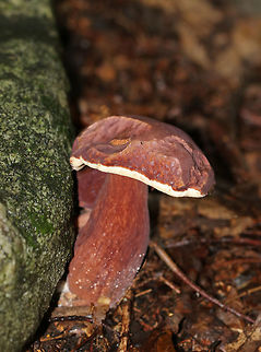 Tylopilus badiceps Reddish/purple/brown cap and stipe. Pores were white and did not bruise. The base was white with some orange &ldquo;stuff&rdquo; on it. 

Habitat: Growing on the ground in a mixed forest. Geotagged,Summer,Tylopilus,Tylopilus badiceps,United States,fungus,mushroom