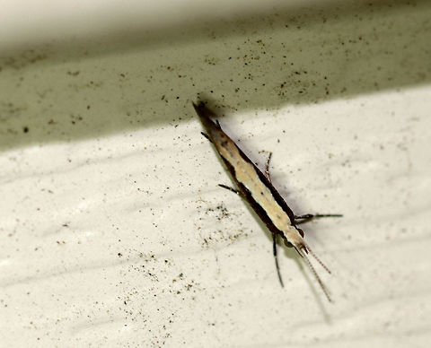 Diamondback moth (Male) - Plutella xylostella Total length: ~7 mm. Forewing of male is dark brown with a jagged ochre stripe along the inner margin.
Attracted to a light at night in a rural area.
Sorry for the terrible shot, but this is the best I could get! Diamondback moth,Geotagged,Plutella xylostella,Summer,United States,moth