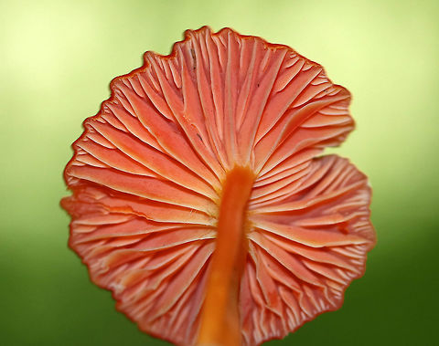 Hygrocybe squamulosa Cap was bright red, nearly flat, and dry. Gills were distant, thick, orange, and had frequent short gills.  Stipe was dry, orange, and bald with a white base.

Habitat: Growing on the ground in a deciduous forest.
https://www.jungledragon.com/image/64876/hygrocybe_squamulosa.html
https://www.jungledragon.com/image/64875/hygrocybe_squamulosa.html Geotagged,Hygrocybe,Hygrocybe squamulosa,Summer,United States,fungus,mushroom