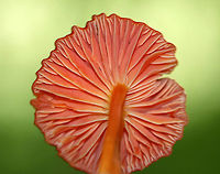Hygrocybe squamulosa Cap was bright red, nearly flat, and dry. Gills were distant, thick, orange, and had frequent short gills.  Stipe was dry, orange, and bald with a white base.<br />
<br />
Habitat: Growing on the ground in a deciduous forest.<br />
https://www.jungledragon.com/image/64876/hygrocybe_squamulosa.html<br />
https://www.jungledragon.com/image/64875/hygrocybe_squamulosa.html Geotagged,Hygrocybe,Hygrocybe squamulosa,Summer,United States,fungus,mushroom