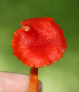 Hygrocybe squamulosa Cap was bright red, nearly flat, and dry. Gills were distant, thick, orange, and had frequent short gills. Stipe was dry, orange, and bald with a white base.

 Habitat: Growing on the ground in a deciduous forest. 
https://www.jungledragon.com/image/64876/hygrocybe_squamulosa.html
https://www.jungledragon.com/image/64874/hygrocybe_squamulosa.html
 Geotagged,Hygrocybe squamulosa,Summer,United States,fungus,mushroom,waxy cap