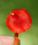 Hygrocybe squamulosa Cap was bright red, nearly flat, and dry. Gills were distant, thick, orange, and had frequent short gills. Stipe was dry, orange, and bald with a white base.<br />
<br />
 Habitat: Growing on the ground in a deciduous forest. <br />
https://www.jungledragon.com/image/64876/hygrocybe_squamulosa.html<br />
https://www.jungledragon.com/image/64874/hygrocybe_squamulosa.html<br />
 Geotagged,Hygrocybe squamulosa,Summer,United States,fungus,mushroom,waxy cap