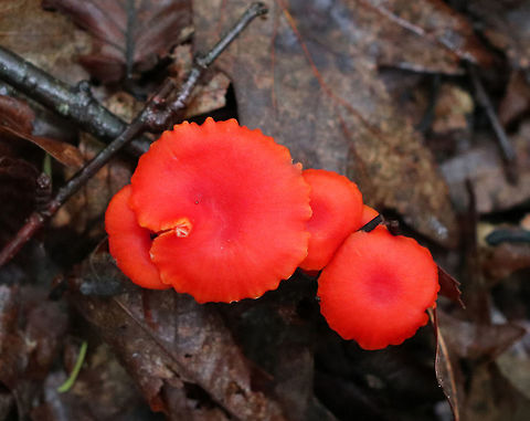 Hygrocybe squamulosa Cap was bright red, nearly flat, and dry. Gills were distant, thick, orange, and had frequent short gills. Stipe was dry, orange, and bald with a white base.

 Habitat: Growing on the ground in a deciduous forest. 
https://www.jungledragon.com/image/64875/hygrocybe_squamulosa.html
https://www.jungledragon.com/image/64874/hygrocybe_squamulosa.html
 Geotagged,Hygrocybe,Hygrocybe squamulosa,Summer,United States,fungus,mushroom,waxy cap