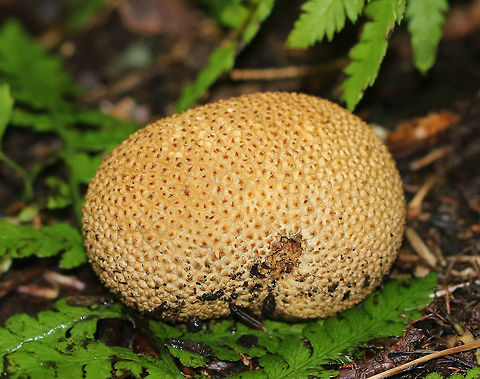 Pigskin Poison Puffball - Scleroderma citrinum Scaly, hard, yellowish-brown puffball. Inside, the spore mass was mostly black with a gooey, brown area.

Habitat: Growing on the ground at the edge of a mixed forest.
https://www.jungledragon.com/image/64879/pigskin_poison_puffball_-_scleroderma_citrinum.html
 Common Earthball,Geotagged,Scleroderma citrinum,Summer,United States,fungus,mushroom,puffball