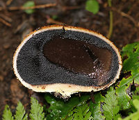 Pigskin Poison Puffball - Scleroderma citrinum <br />
Scaly, hard, yellowish-brown puffball. Inside, the spore mass was mostly black with a gooey, brown area.<br />
<br />
 Habitat: Growing on the ground at the edge of a mixed forest<br />
https://www.jungledragon.com/image/64878/pigskin_poison_puffball_-_scleroderma_citrinum.html Common Earthball,Geotagged,Pigskin Poison Puffball,Scleroderma citrinum,Summer,United States,fungus,mushroom,puffball