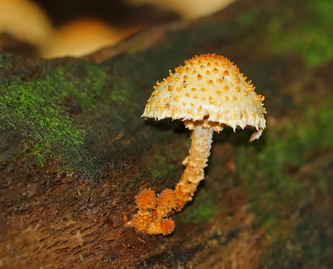 Pholiota squarrosoides Cap was convex, sticky, and whitish with conspicuous tawny scales. Gills were crowded, rusty-brown, and attached to the stem. Stem similar to the cap.<br />
<br />
Habitat: Growing on rotting wood in small and large clusters in a deciduous forest.<br />
<figure class="photo"><a href="https://www.jungledragon.com/image/64881/pholiota_squarrosoides.html" title="Pholiota squarrosoides"><img src="https://s3.amazonaws.com/media.jungledragon.com/images/3232/64881_thumb.jpg?AWSAccessKeyId=05GMT0V3GWVNE7GGM1R2&Expires=1759968010&Signature=Q7WK9HuJwr3H5h2mFVT2U%2Fw68Gs%3D" width="200" height="134" alt="Pholiota squarrosoides Cap was convex, sticky, and whitish with conspicuous tawny scales. Gills were crowded, rusty-brown, and attached to the stem. Stem similar to the cap.<br />
<br />
 Habitat: Growing on rotting wood in small and large clusters in a deciduous forest. <br />
https://www.jungledragon.com/image/64880/pholiota_squarrosoides.html Geotagged,Pholiota,Pholiota squarrosoides,Summer,United States,fungus,mushroom" /></a></figure> Geotagged,Pholiota,Pholiota squarrosoides,Summer,United States,fungus,mushroom