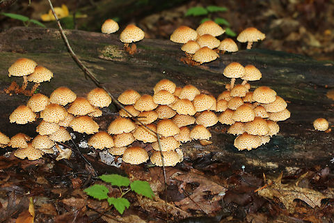Pholiota squarrosoides Cap was convex, sticky, and whitish with conspicuous tawny scales. Gills were crowded, rusty-brown, and attached to the stem. Stem similar to the cap.

 Habitat: Growing on rotting wood in small and large clusters in a deciduous forest. 
https://www.jungledragon.com/image/64880/pholiota_squarrosoides.html Geotagged,Pholiota,Pholiota squarrosoides,Summer,United States,fungus,mushroom
