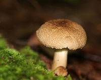Lactarius gerardii Very wrinkly, tan cap. Tan stipe with white towards the apex. Very wide, cream colored, decurrent gills with frequent short gills. <br />
<br />
Habitat: Growing on the ground in a mixed forest with lots of eastern hemlock.<br />
https://www.jungledragon.com/image/64916/unknown_mushroom.html<br />
 Geotagged,Lactarius gerardii,Summer,United States,fungus,mushroom
