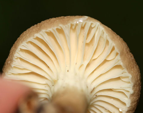 Lactarius gerardii Very wrinkly, tan cap. Tan stipe with white towards the apex. Very wide, cream colored, decurrent gills with frequent short gills. 

Habitat: Growing on the ground in a mixed forest with lots of eastern hemlock.

https://www.jungledragon.com/image/64913/lactarius_gerardii.html


 Geotagged,Lactarius gerardii,Summer,United States,fungus,mushroom