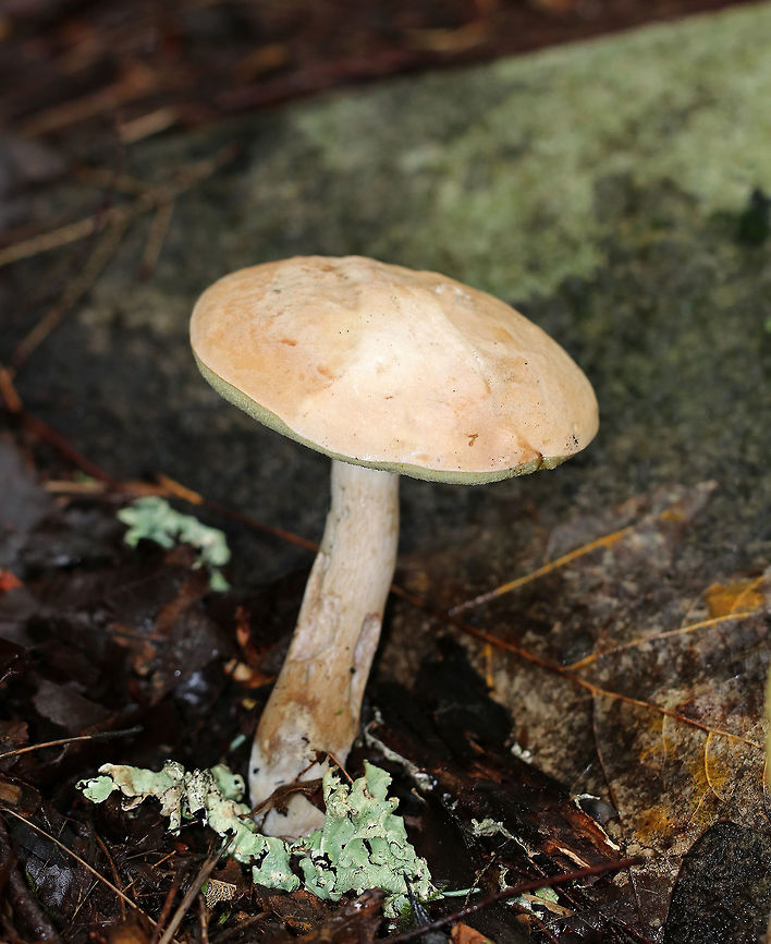 Pale Bolete - Boletus pallidus Tan/flesh colored cap, yellow pores that bruised blue, and a white/tan stipe with basal mycelium. <br />
<br />
Habitat: Growing on the ground in a deciduous forest.<br />
<br />
<figure class="photo"><a href="https://www.jungledragon.com/image/64918/pale_bolete_-_boletus_pallidus.html" title="Pale Bolete - Boletus pallidus"><img src="https://s3.amazonaws.com/media.jungledragon.com/images/3232/64918_thumb.jpg?AWSAccessKeyId=05GMT0V3GWVNE7GGM1R2&Expires=1767225610&Signature=wQqZ%2ByHtahk2%2Bz47r09jcsfdWPI%3D" width="104" height="152" alt="Pale Bolete - Boletus pallidus Tan/flesh colored cap, yellow pores that bruised blue, and a white/tan stipe with basal mycelium. <br />
<br />
 Habitat: Growing on the ground in a deciduous forest. <br />
https://www.jungledragon.com/image/64917/pale_bolete_-_boletus_pallidus.html<br />
 Boletus pallidus,Geotagged,Summer,United States,bolete,boletus,pale bolete" /></a></figure> Boletus,Boletus pallidus,Geotagged,Summer,United States,bolete,fungus,mushroom,pale bolete