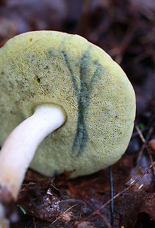 Pale Bolete - Boletus pallidus Tan/flesh colored cap, yellow pores that bruised blue, and a white/tan stipe with basal mycelium. 

 Habitat: Growing on the ground in a deciduous forest. 
https://www.jungledragon.com/image/64917/pale_bolete_-_boletus_pallidus.html
 Boletus pallidus,Geotagged,Summer,United States,bolete,boletus,pale bolete