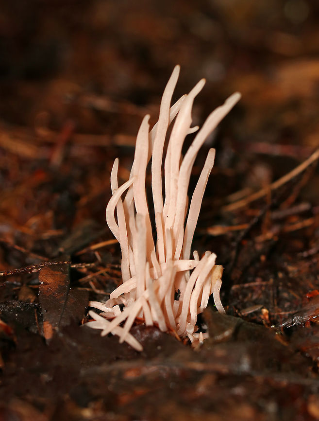 Smoky Clavaria - Clavaria fumosa Beautiful, pale pink coral fungi.  The fruiting bodies were 5-8 cm tall, mostly cylindrical with a  slightly tapered base, and some had longitudinal grooves. They were very fragile and waxy.<br />
<br />
Habitat: Growing on the ground in a mixed forest. Clavaria fumosa,Geotagged,Smoky clavaria,Summer,United States,clavaria,coral fungus,fungus,smoky clavaria