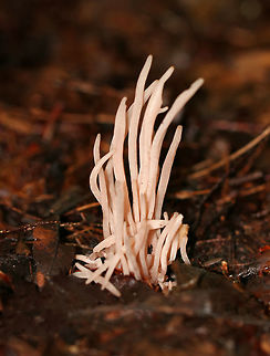 Smoky Clavaria - Clavaria fumosa Beautiful, pale pink coral fungi.  The fruiting bodies were 5-8 cm tall, mostly cylindrical with a  slightly tapered base, and some had longitudinal grooves. They were very fragile and waxy.

Habitat: Growing on the ground in a mixed forest. Clavaria fumosa,Geotagged,Smoky clavaria,Summer,United States,clavaria,coral fungus,fungus,smoky clavaria
