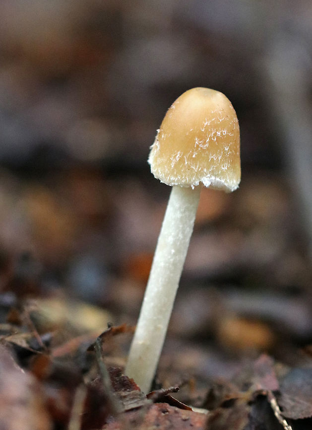 Mushroom - Psathyrella sp. Honey colored, bell-shaped cap with shaggy white bits on it. White, crowded gills. Cream colored, shaggy stipe. <br />
<br />
Habitat: Growing on the ground in a deciduous forest. Geotagged,Psathyrella,Summer,United States,fungus,mushroom