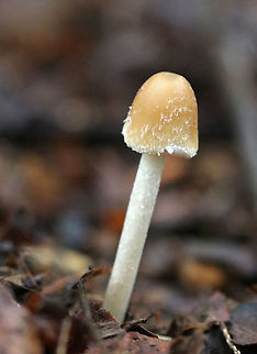 Mushroom - Psathyrella sp. Honey colored, bell-shaped cap with shaggy white bits on it. White, crowded gills. Cream colored, shaggy stipe. 

Habitat: Growing on the ground in a deciduous forest. Geotagged,Psathyrella,Summer,United States,fungus,mushroom